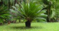 palmeira cica revoluta